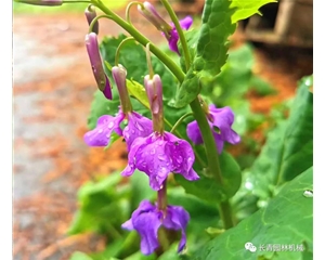 蘭花種子